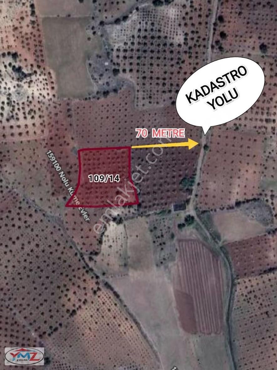 "ymz'den Hacıköy'de Tonluk Zeytin Bahçesi "