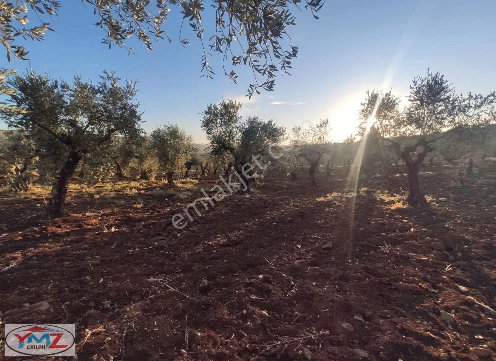 "ymz'den Hacıköy'de Tonluk Zeytin Bahçesi " - Görsel 5
