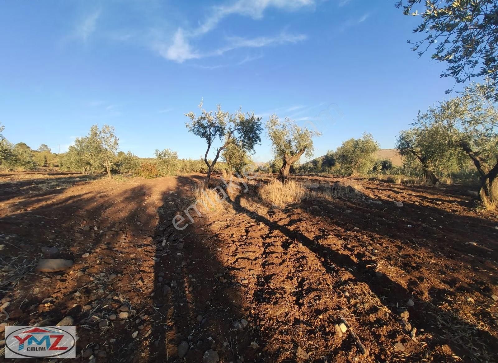 "ymz'den Hacıköy'de Tonluk Zeytin Bahçesi " - Görsel 3