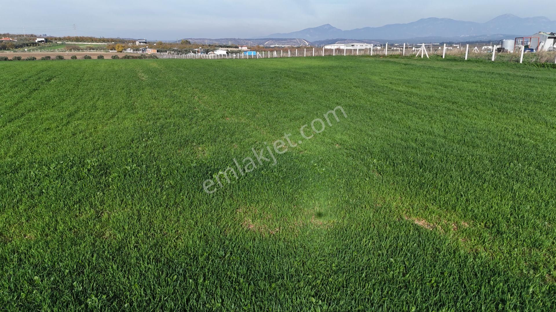 Oğlananası Menderes Arasında 16 Dönüm Tek Tapu Elektrik Su İzmir - Görsel 3