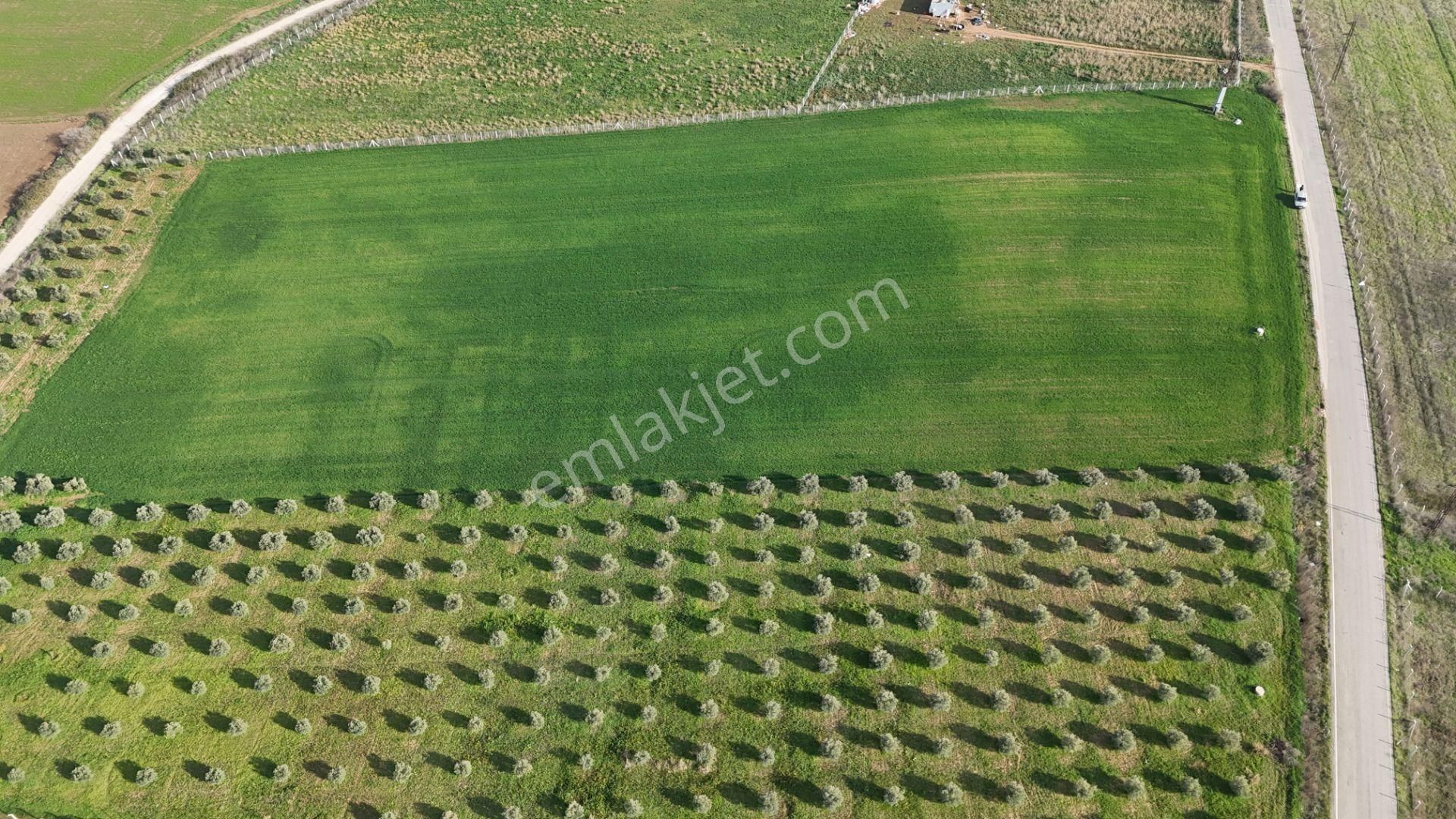 Oğlananası Menderes Arasında 16 Dönüm Tek Tapu Elektrik Su İzmir - Görsel 31