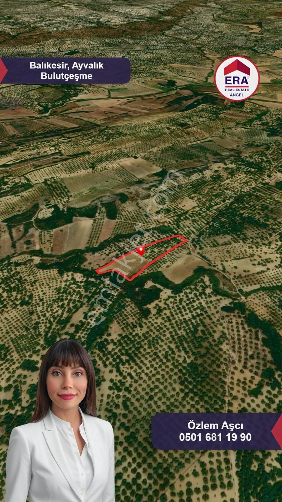 Era Angel'dan Ayvalıkta 177 Ağaçlı 10.500 M² Fırsat Zeytinlik! - Görsel 5