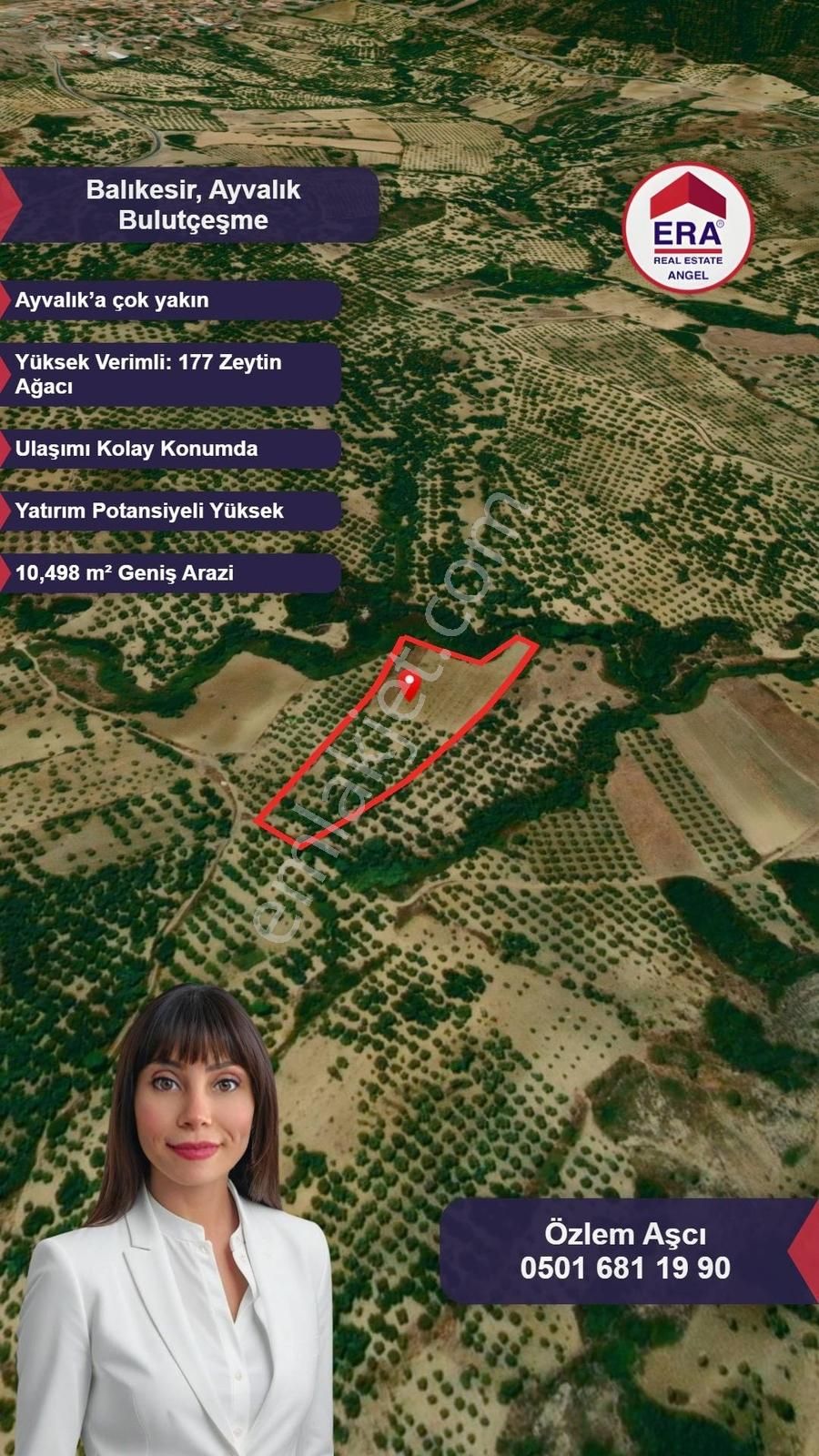 Era Angel'dan Ayvalıkta 177 Ağaçlı 10.500 M² Fırsat Zeytinlik! - Görsel 3