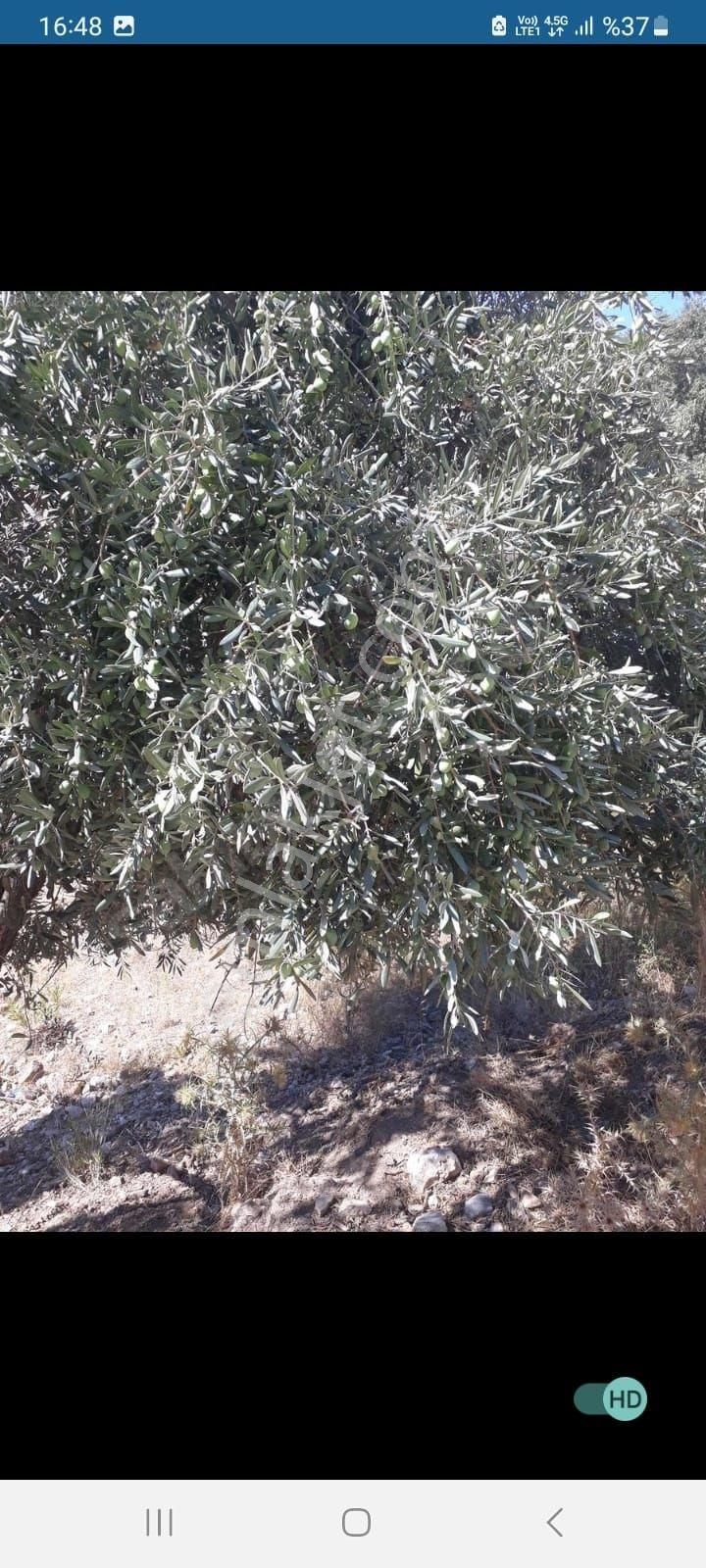 Muğla Milas Kalem Köyünde Acil Satılık Zeytinlik