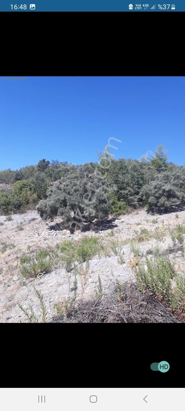 Muğla Milas Kalem Köyünde Acil Satılık Zeytinlik - Görsel 8