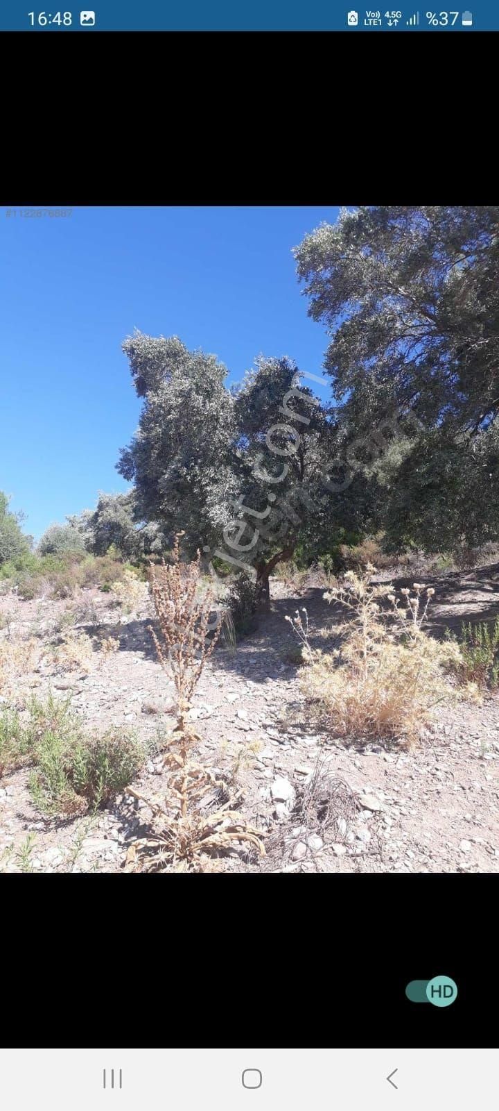 Muğla Milas Kalem Köyünde Acil Satılık Zeytinlik - Görsel 5