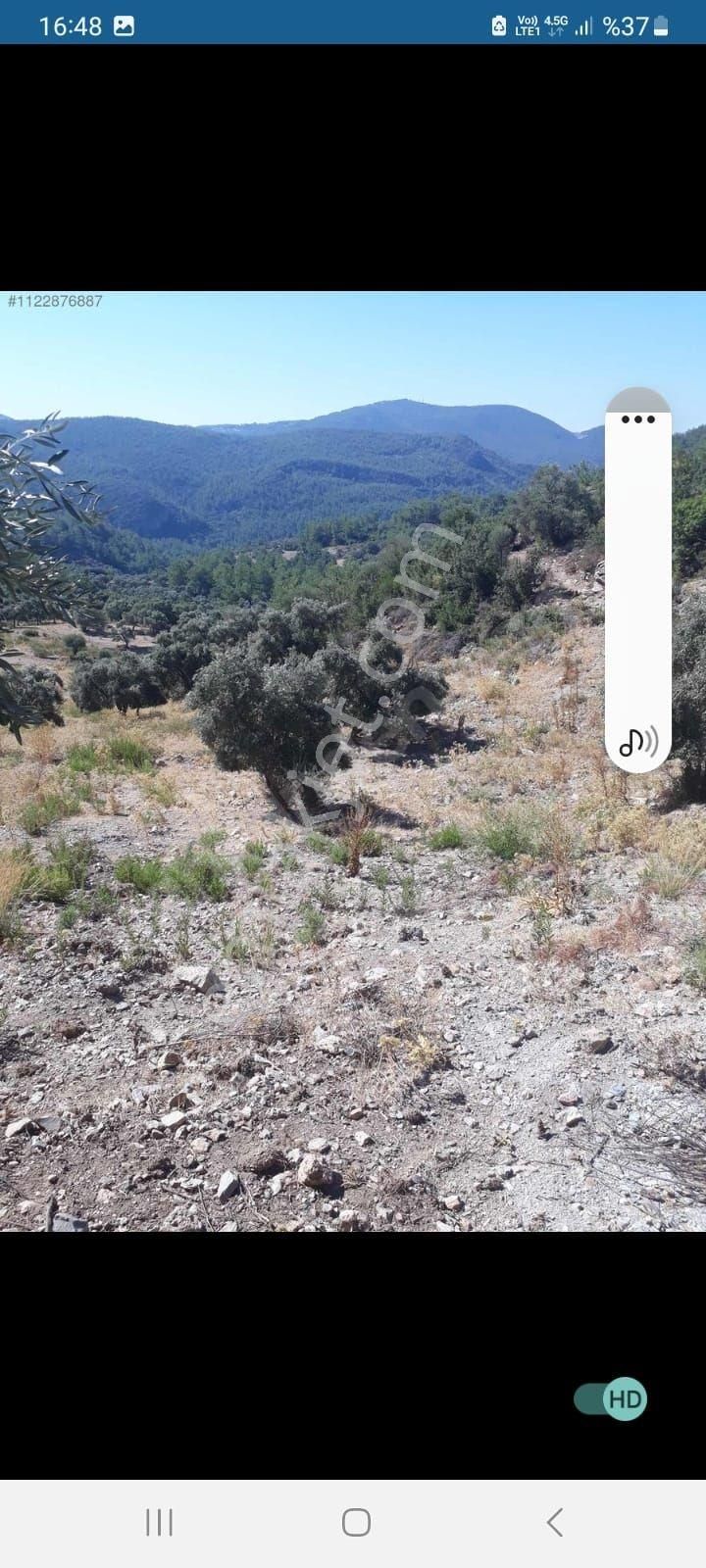 Muğla Milas Kalem Köyünde Acil Satılık Zeytinlik - Görsel 3