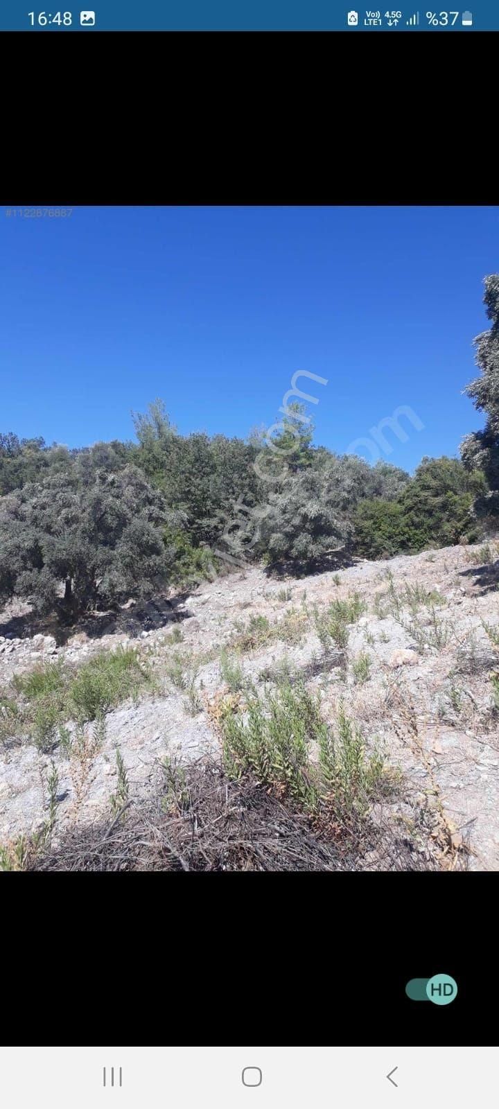 Muğla Milas Kalem Köyünde Acil Satılık Zeytinlik - Görsel 7