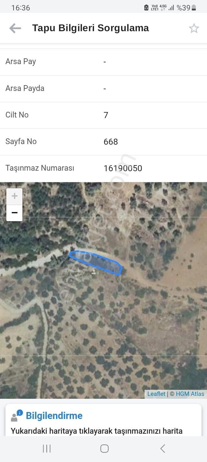 Muğla Milas Kalem Köyünde Acil Satılık Zeytinlik - Görsel 10