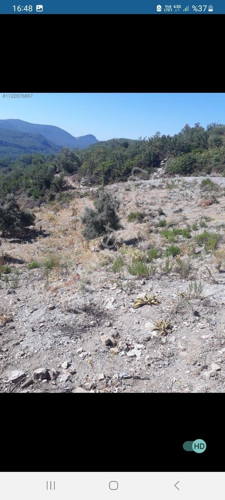 Muğla Milas Kalem Köyünde Acil Satılık Zeytinlik - Görsel 6