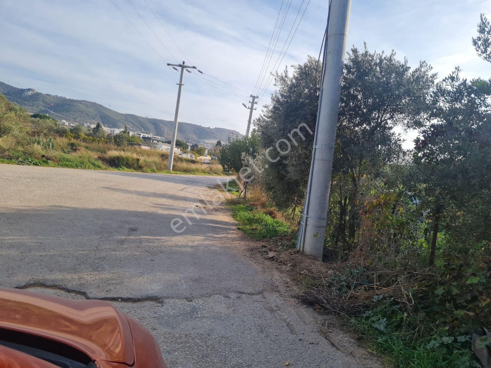 Güzelbahçe Yelki De 655 M2 Yatırıma Uygun Zeytinlik. - Görsel 4