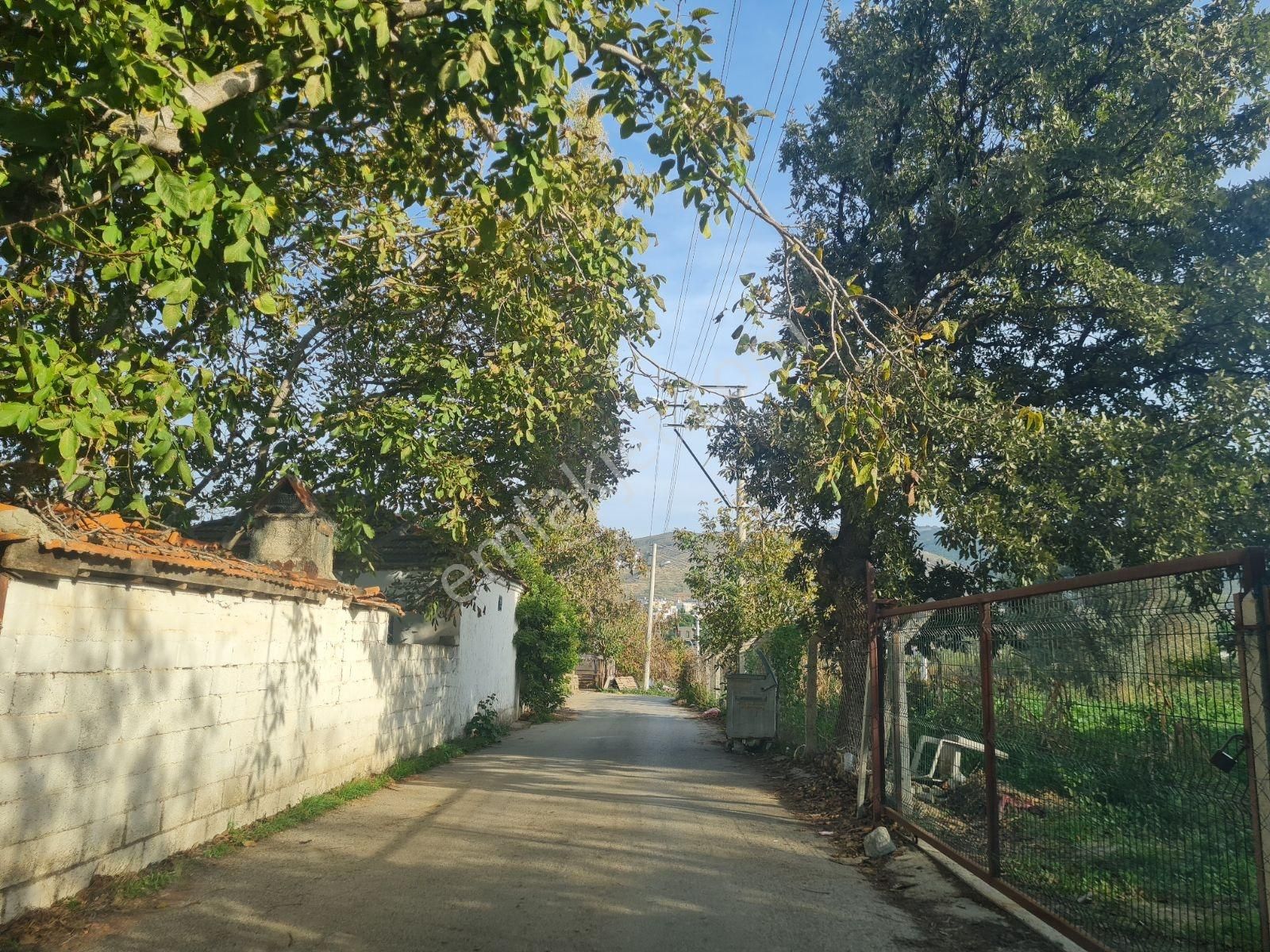 Güzelbahçe Yelki De 655 M2 Yatırıma Uygun Zeytinlik.