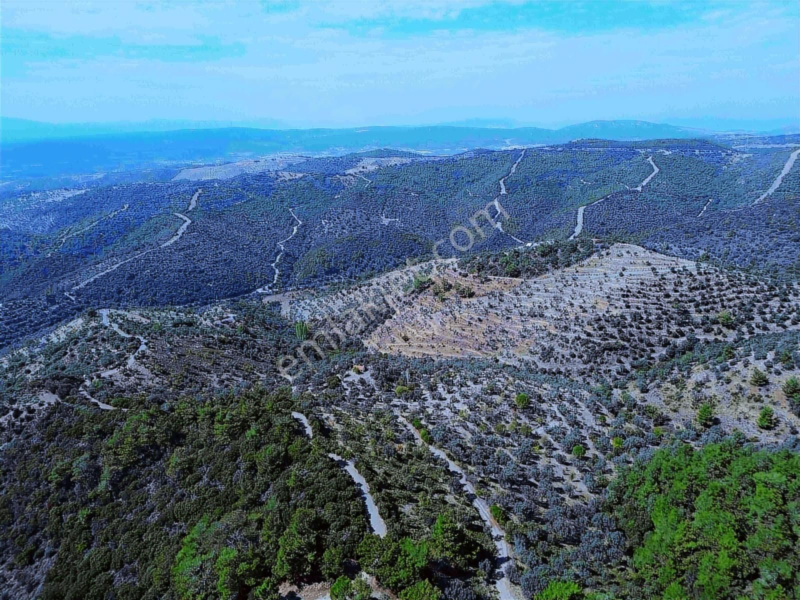 Seferihisar Gölcükte Satılık 11.230 Mt Zeytinlik - Görsel 13