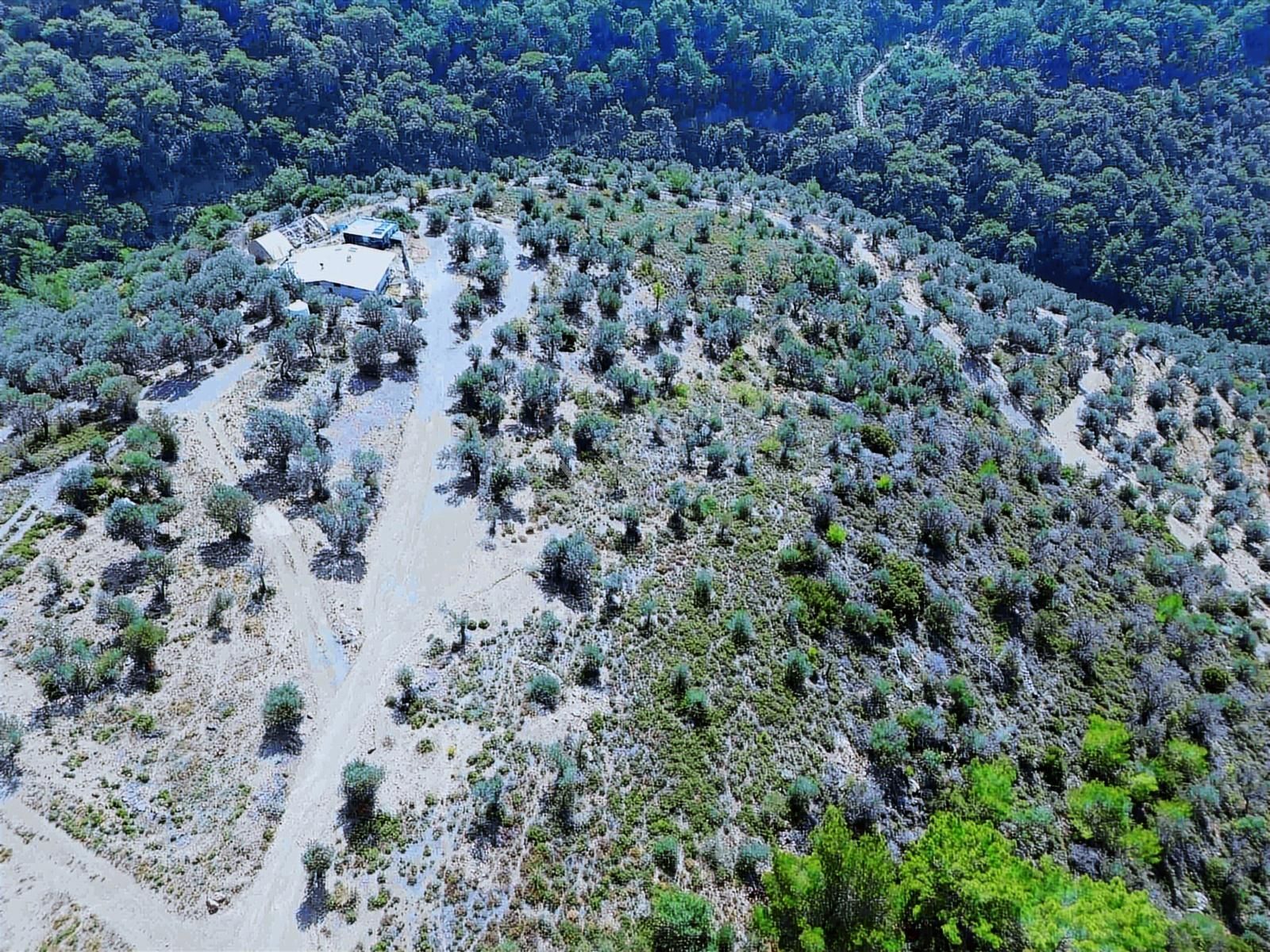 Seferihisar Gölcükte Satılık 11.230 Mt Zeytinlik - Görsel 3