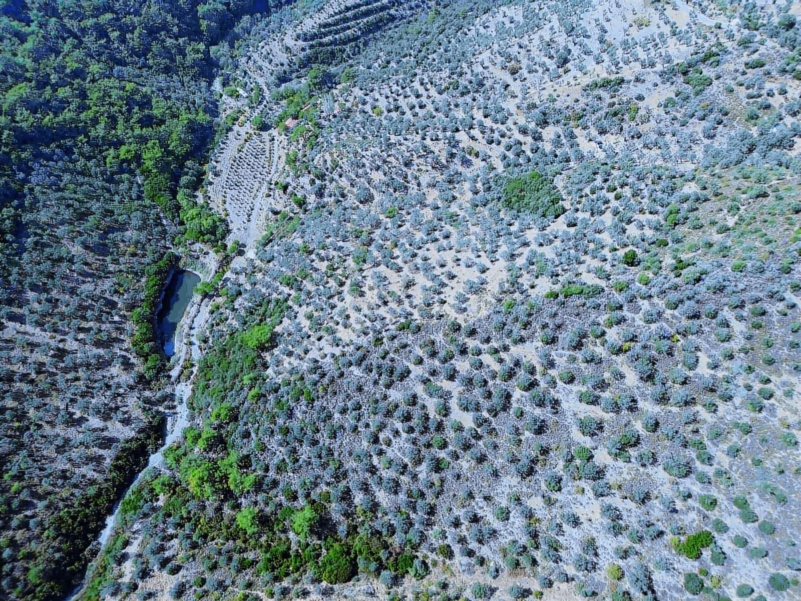 Seferihisar Gölcükte Satılık 11.230 Mt Zeytinlik - Görsel 19