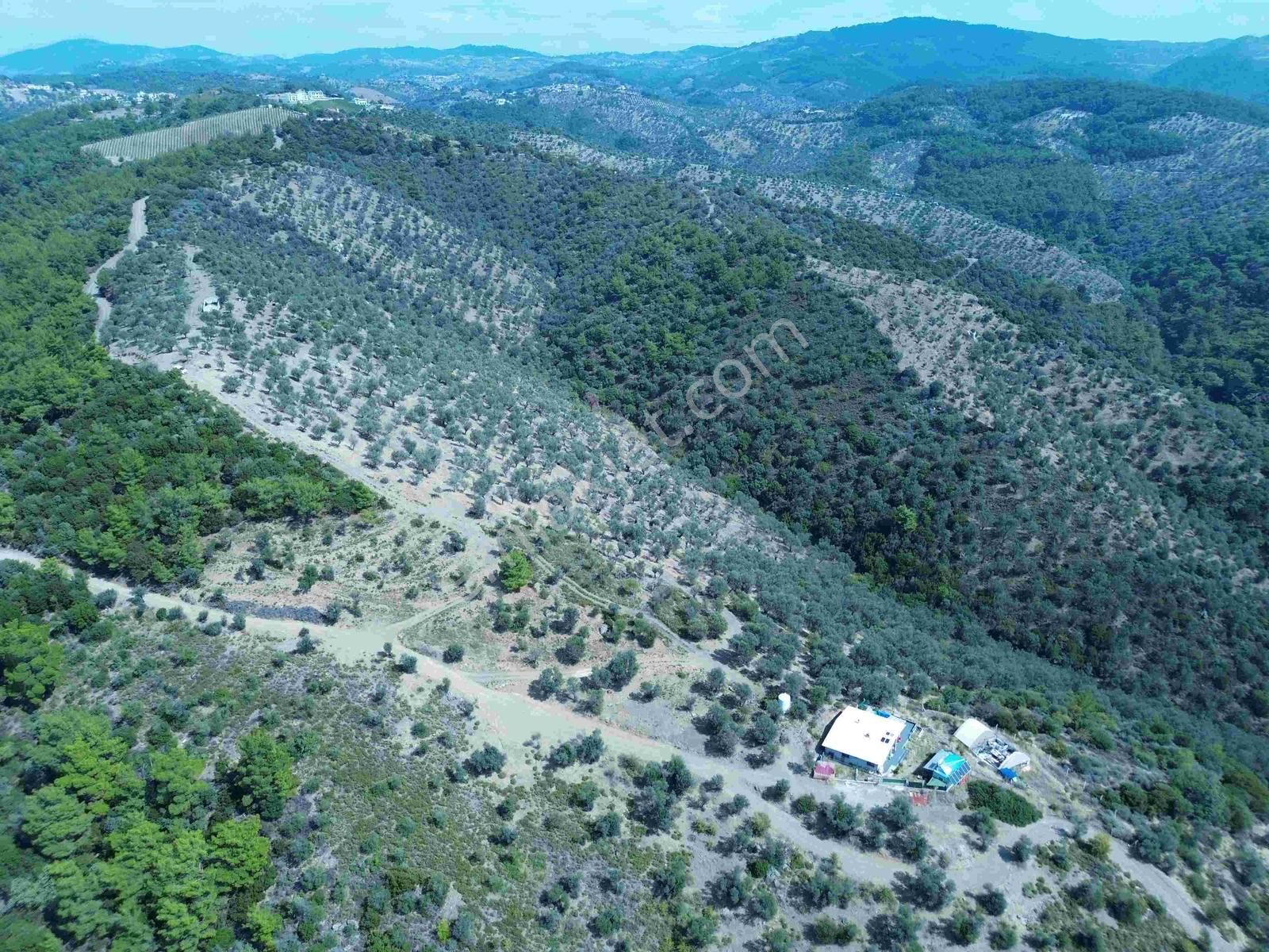 Seferihisar Gölcükte Satılık 11.230 Mt Zeytinlik - Görsel 14