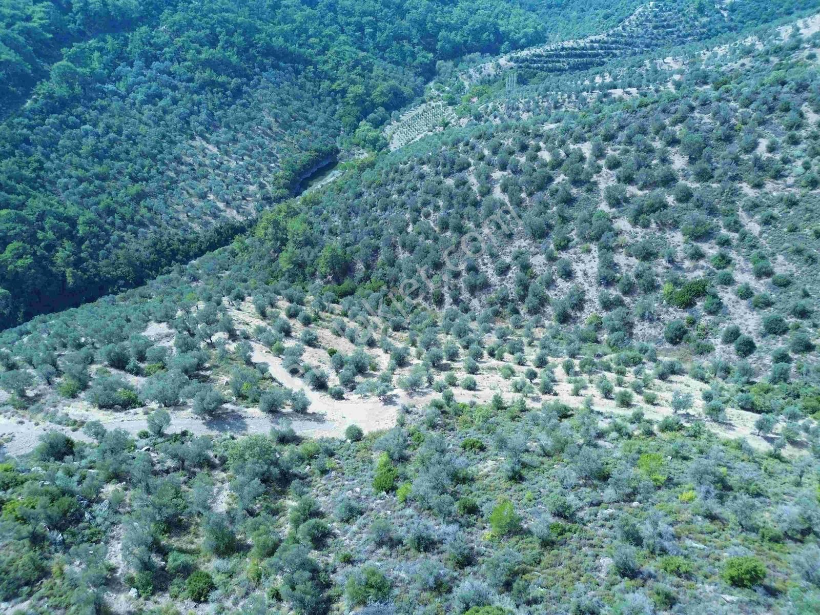 Seferihisar Gölcükte Satılık 11.230 Mt Zeytinlik - Görsel 20