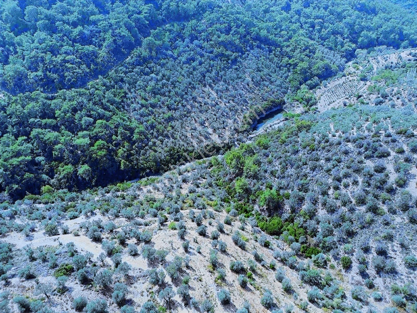 Seferihisar Gölcükte Satılık 11.230 Mt Zeytinlik - Görsel 8
