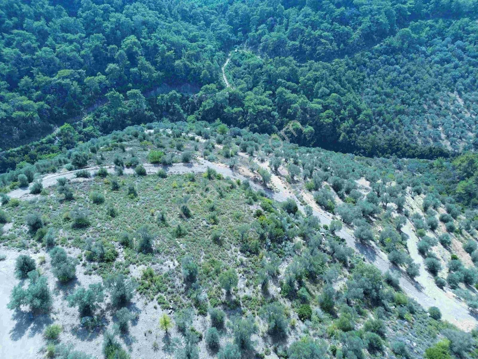 Seferihisar Gölcükte Satılık 11.230 Mt Zeytinlik