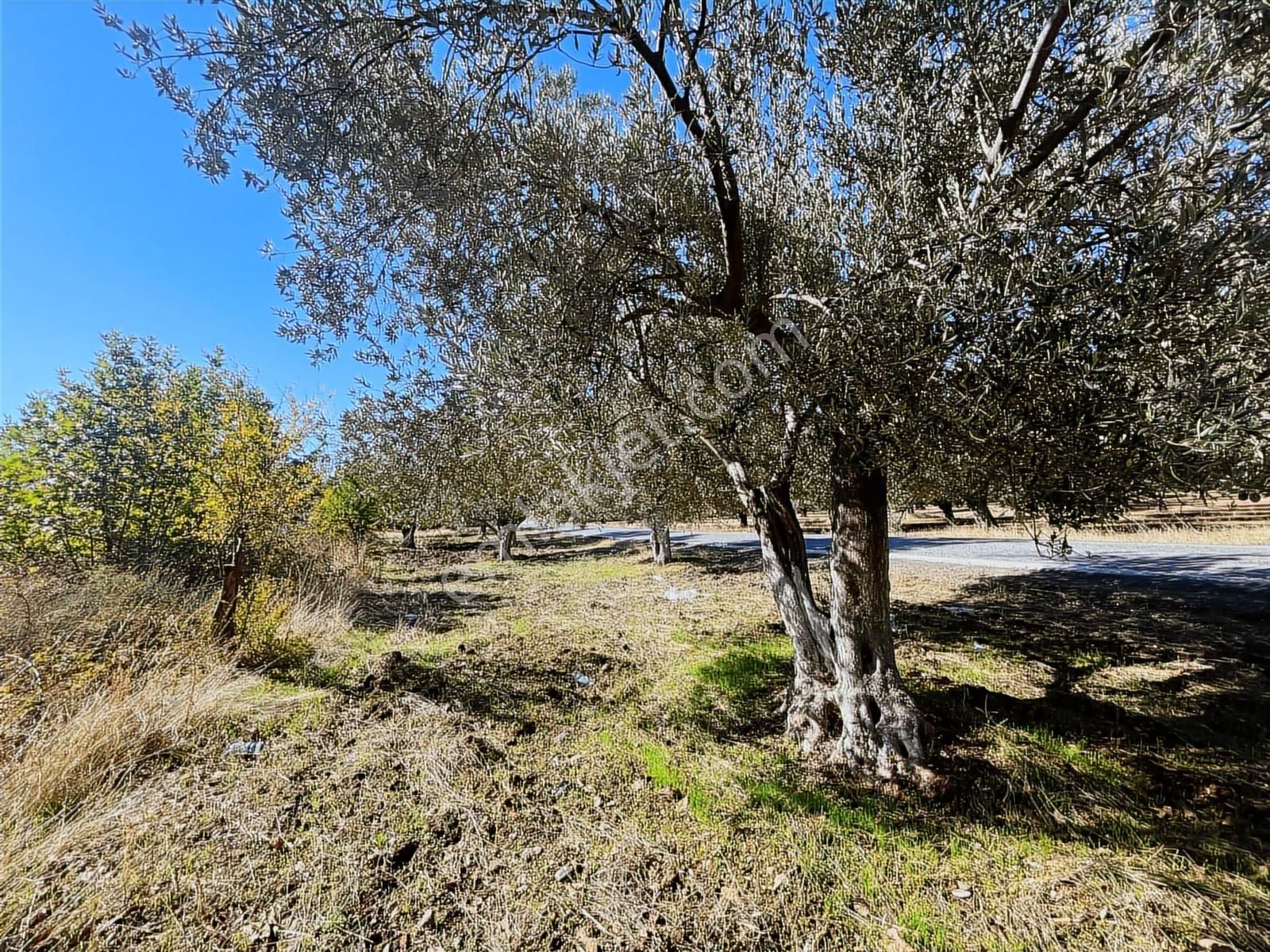 Edremit'e 1 Dakika ( Tuzcumurat ) , Asfalta Sıfır ,6 Ağaç Zeytin - Görsel 21