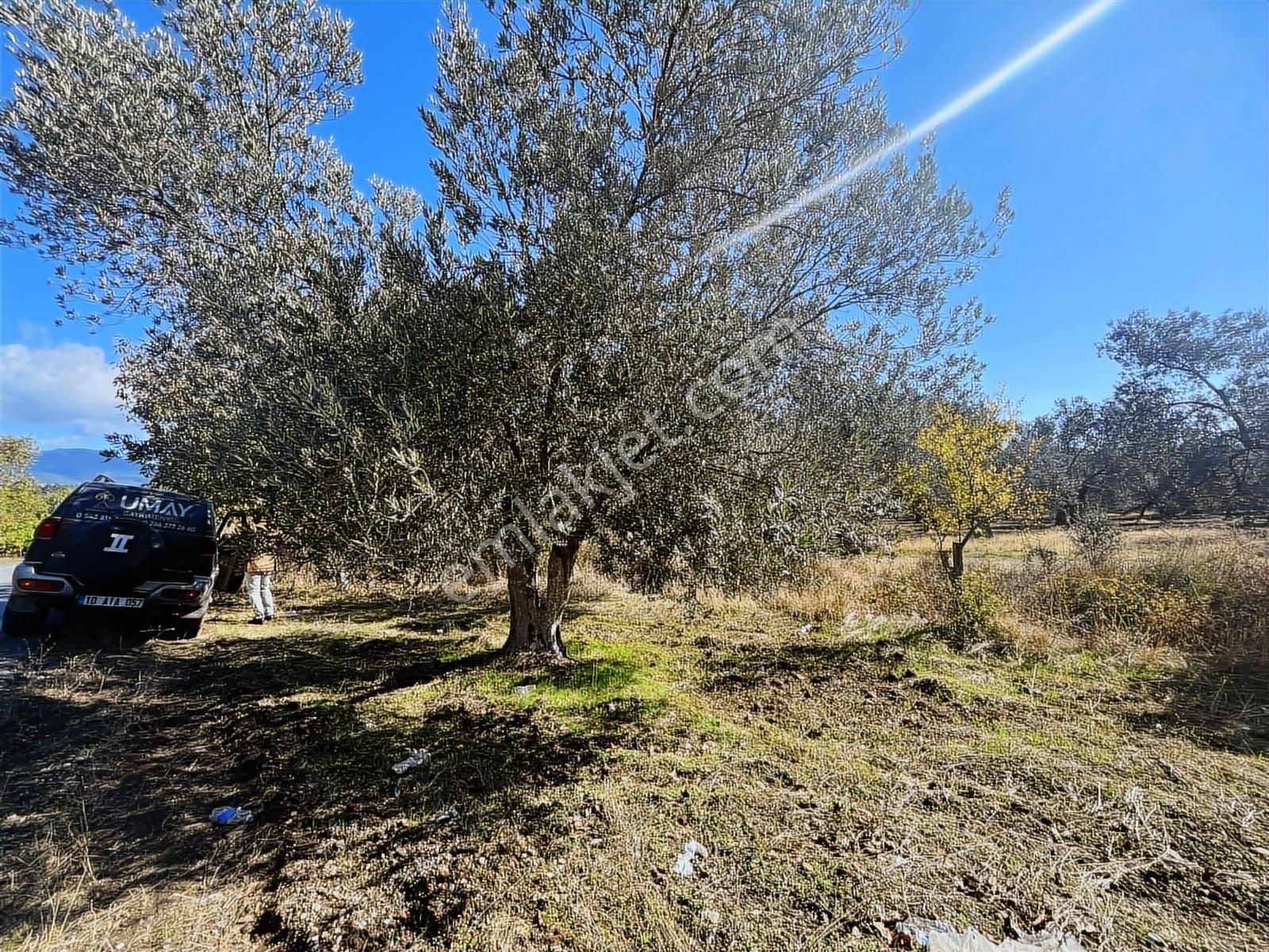 Edremit'e 1 Dakika ( Tuzcumurat ) , Asfalta Sıfır ,6 Ağaç Zeytin - Görsel 16