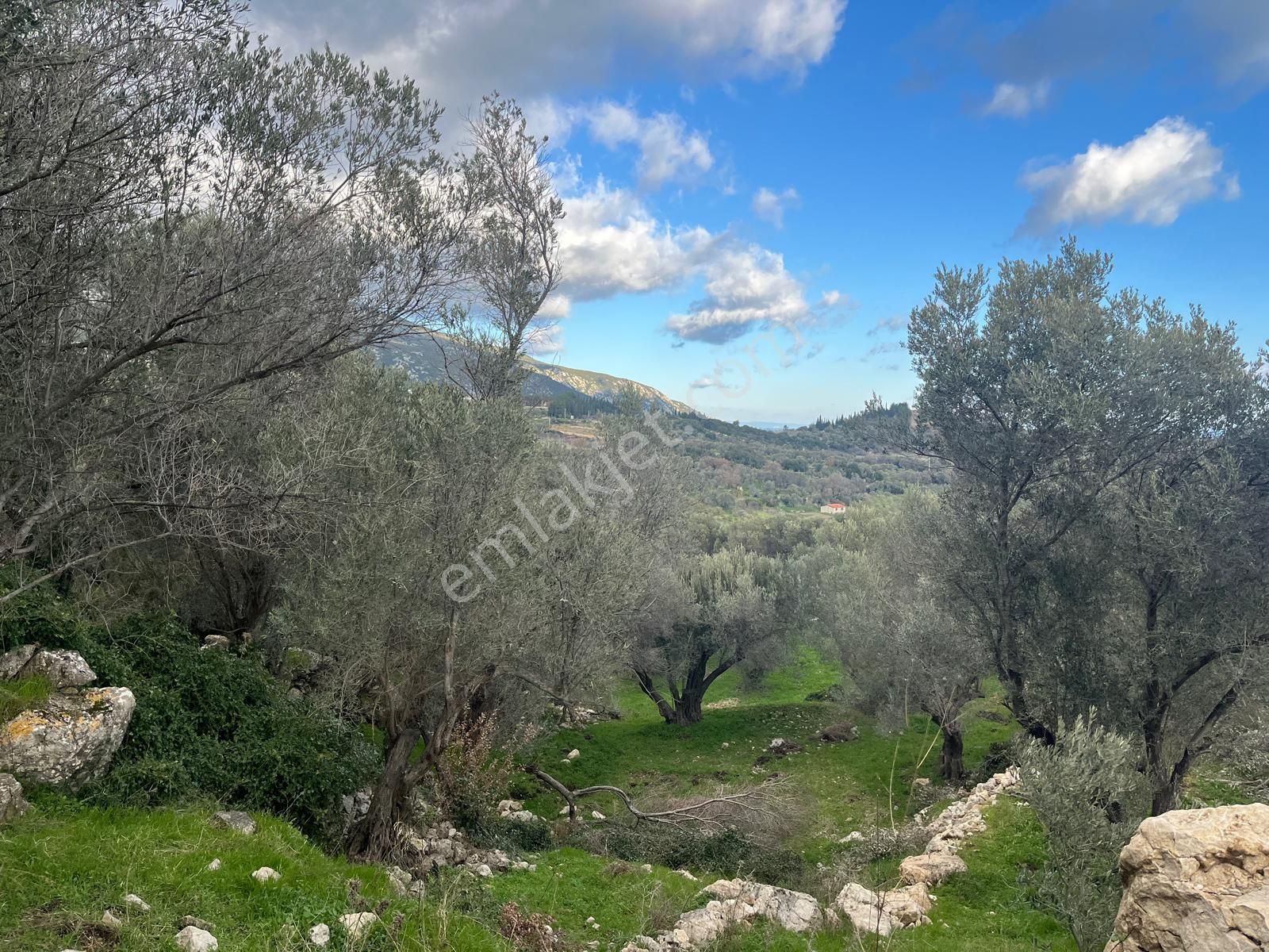 Karaburun Eğlenhocada Deniz&doğa Manzaralı Zeytin Ağaçlı Tarla - Görsel 8