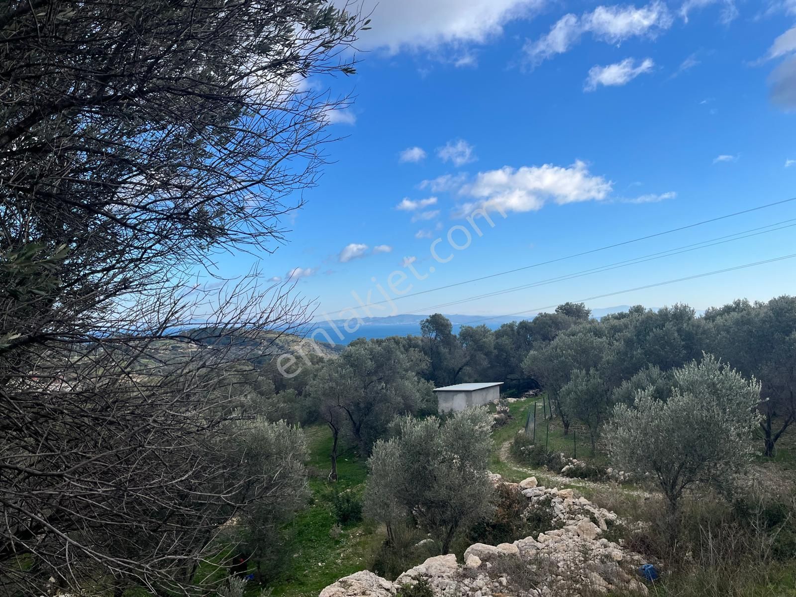 Karaburun Eğlenhocada Deniz&doğa Manzaralı Zeytin Ağaçlı Tarla - Görsel 3