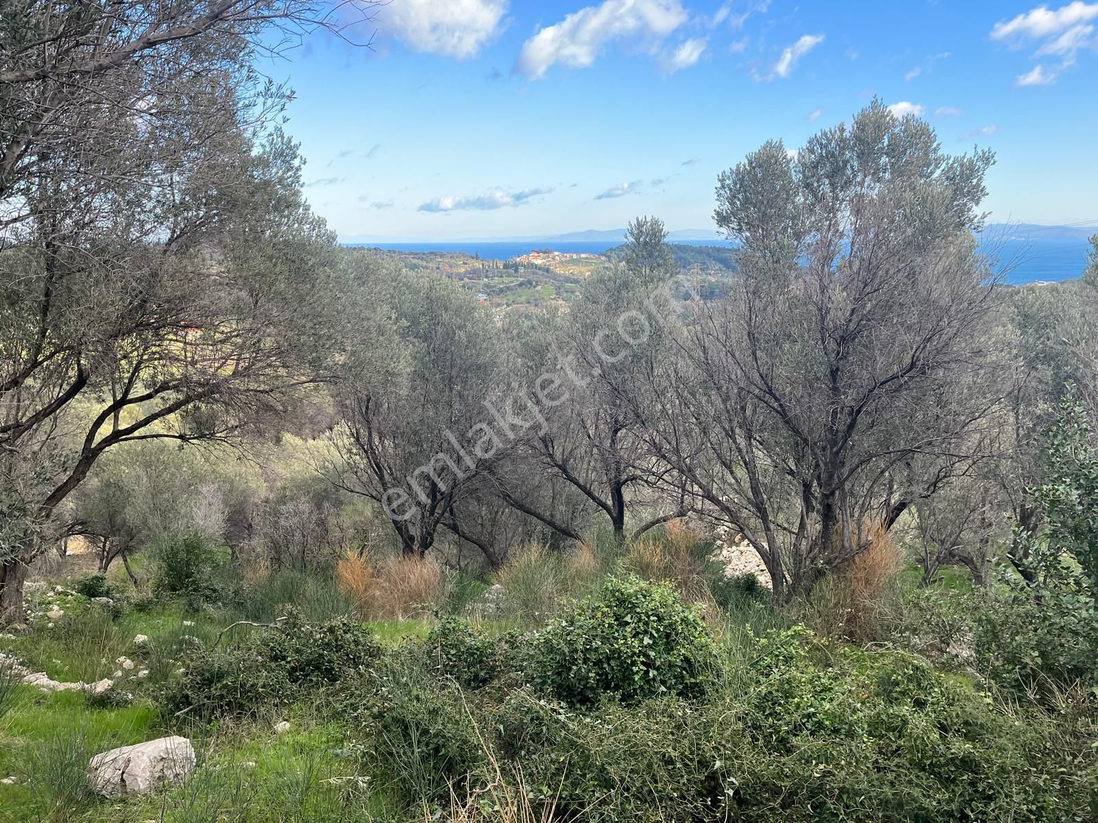 Karaburun Eğlenhocada Deniz&doğa Manzaralı Zeytin Ağaçlı Tarla