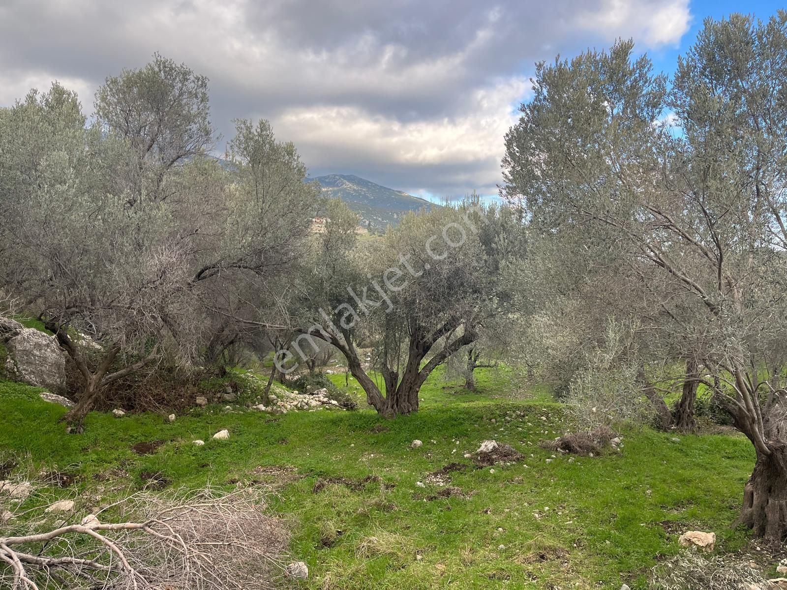 Karaburun Eğlenhocada Deniz&doğa Manzaralı Zeytin Ağaçlı Tarla - Görsel 2