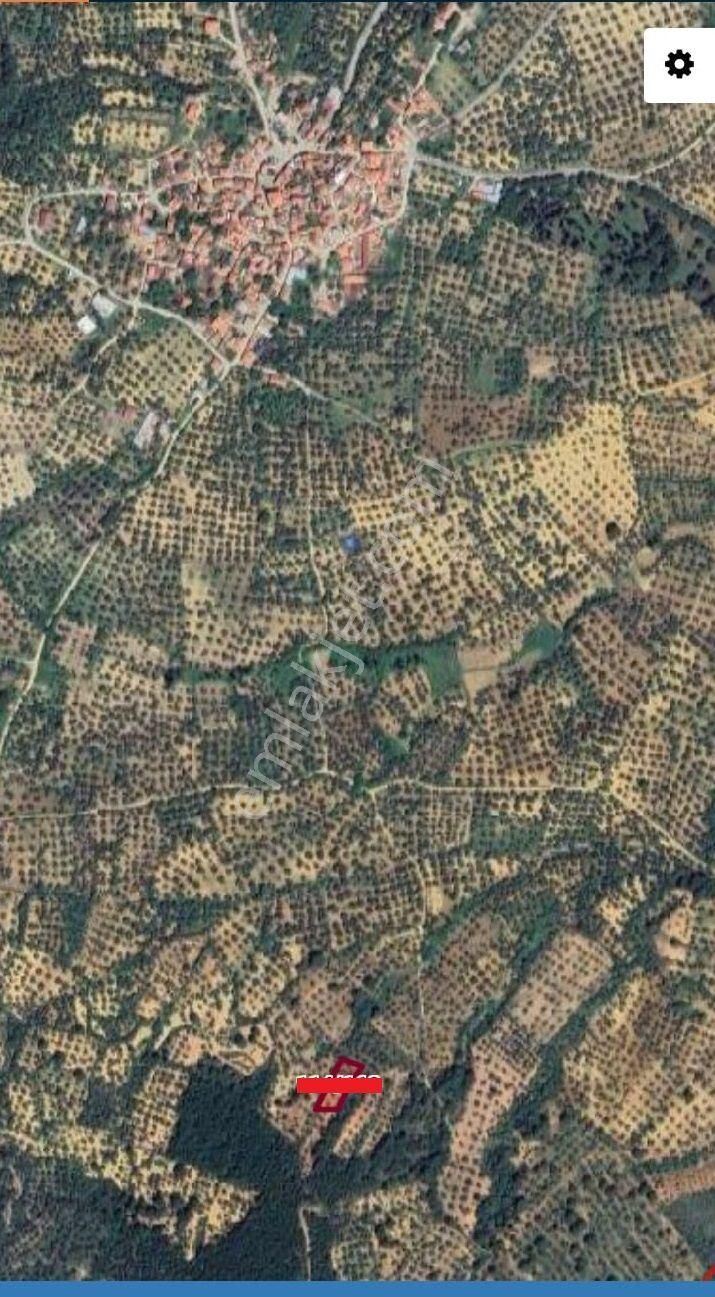 Balıkesir Burhaniye Ağacık"da Satılık 955 M2 Harika Zeytinlik - Görsel 6