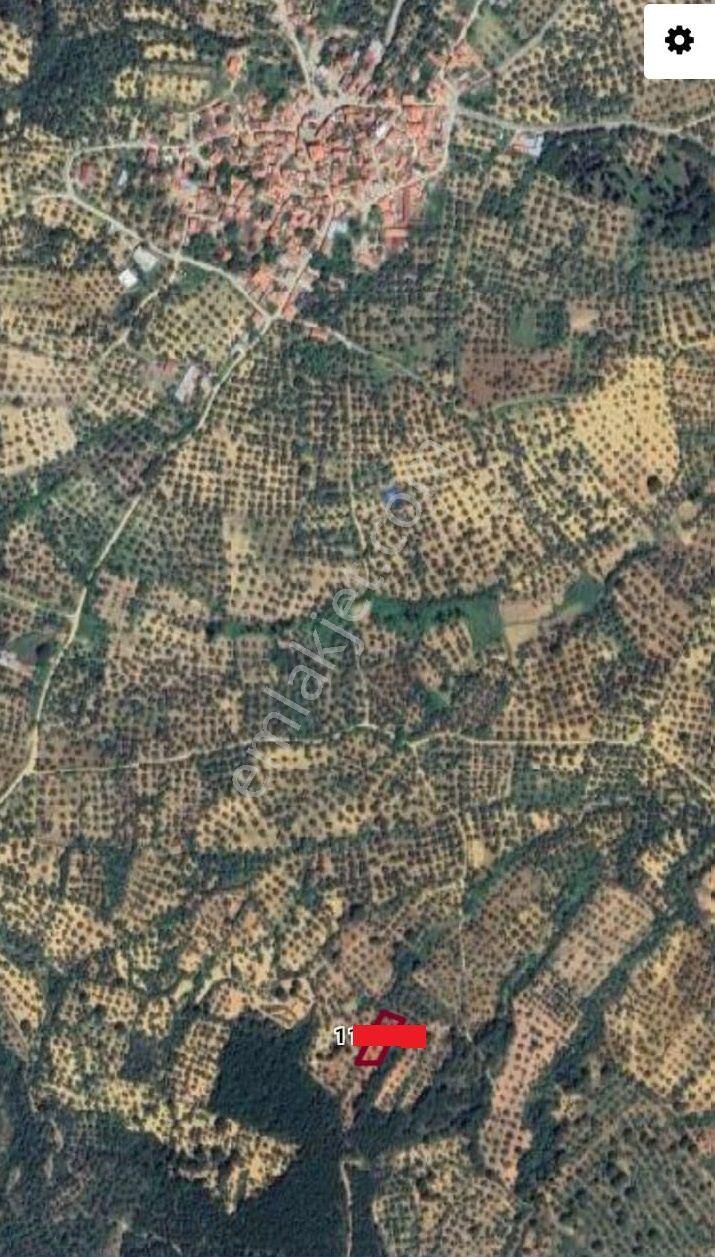 Balıkesir Burhaniye Ağacık"da Satılık 955 M2 Harika Zeytinlik - Görsel 4