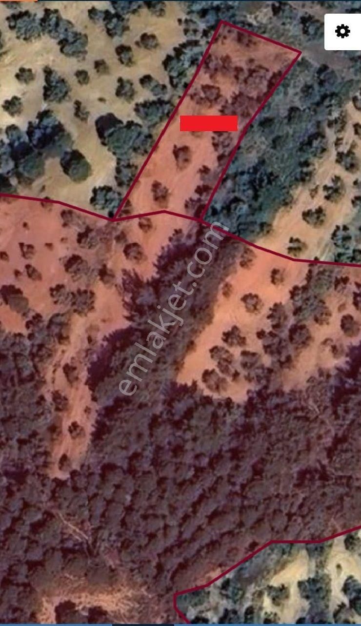 Balıkesir Burhaniye Ağacık"da Satılık 955 M2 Harika Zeytinlik - Görsel 3