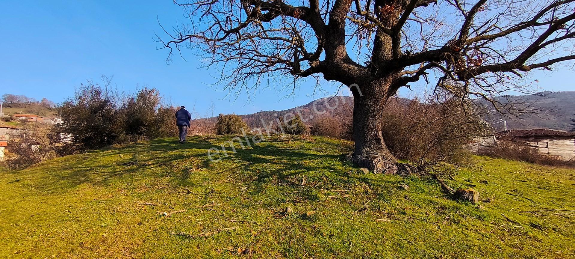 600 M² %40 Oturum Ve Ve 2 Katlı İmarlı Köy Arsası Cicikler Köyü, Çan Çanakkale - Görsel 2