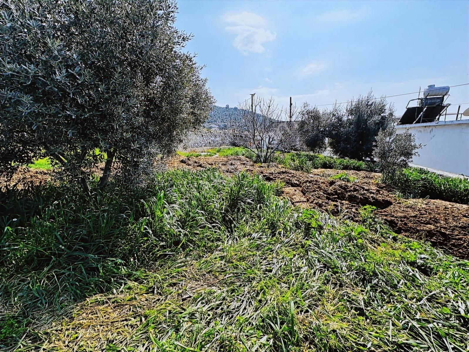 Milas İçme Mahallesinde Doğayla İç İçe Satılık Köy Evi - Görsel 23