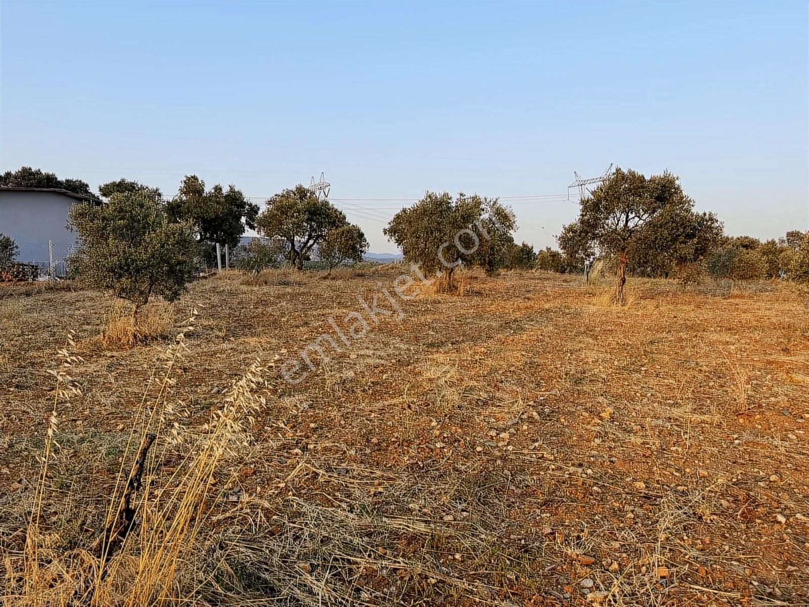 İlhan Rodoplu'dan Karakuyu Da Asfalt Yola Cepheli 4514 M2 Tarla - Görsel 17