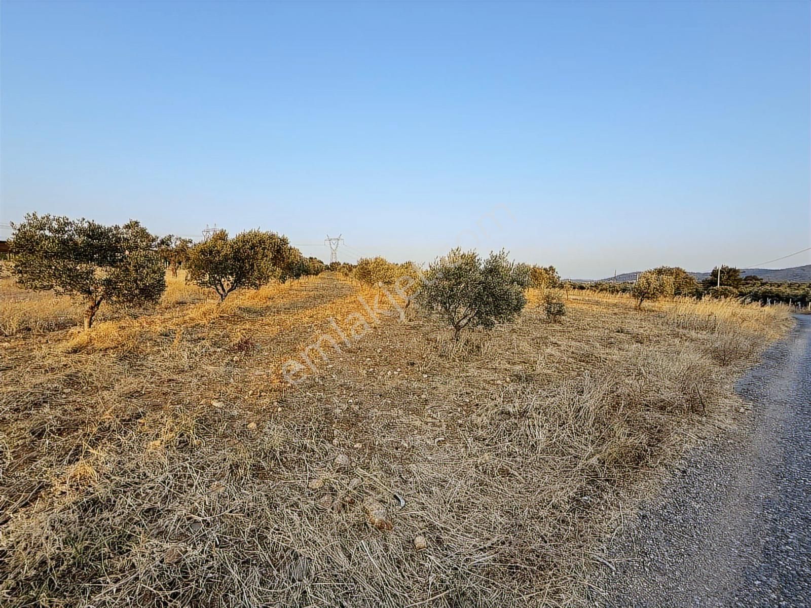 İlhan Rodoplu'dan Karakuyu Da Asfalt Yola Cepheli 4514 M2 Tarla - Görsel 2