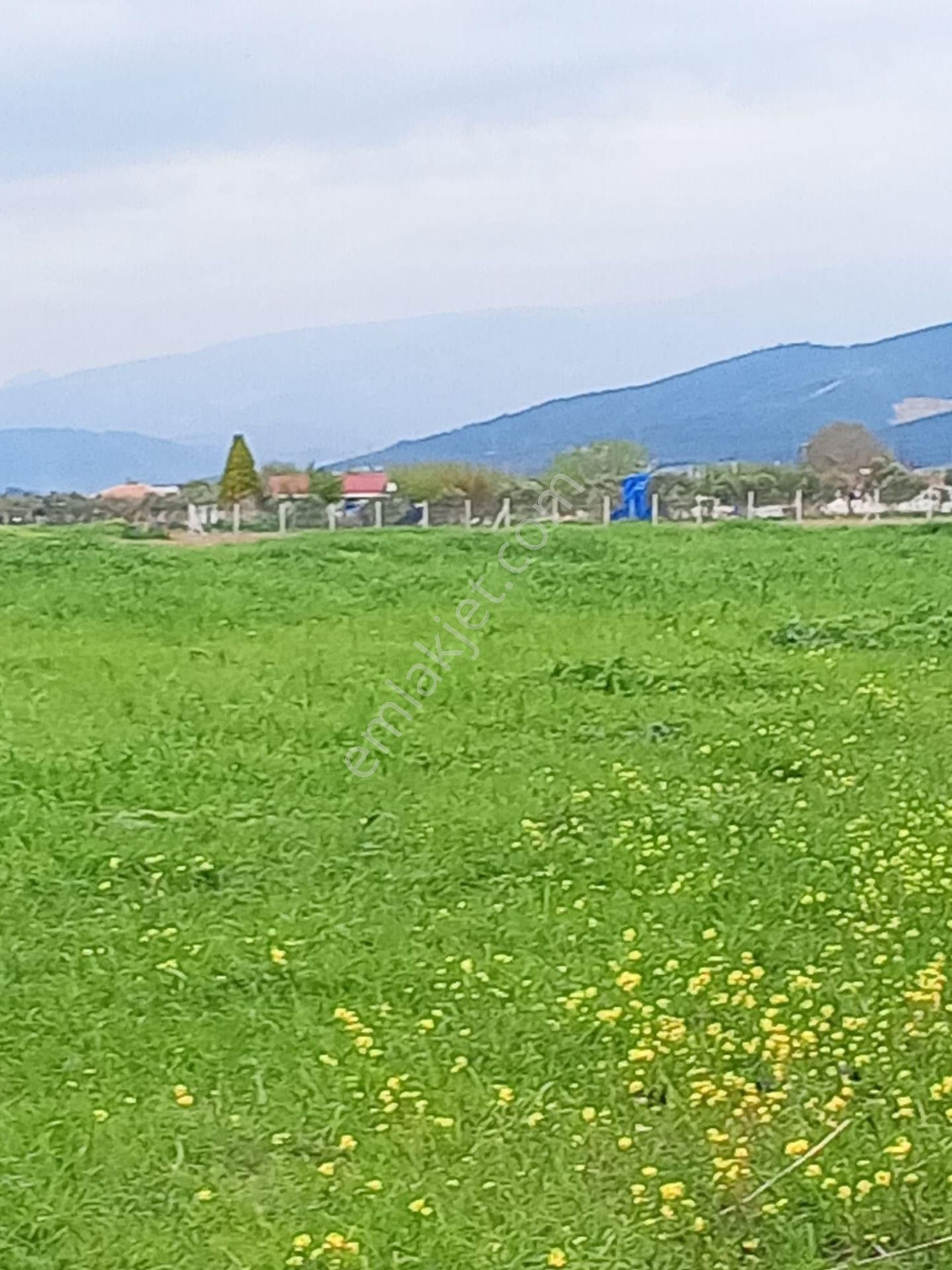 İzmir Torbalı Gold Emlaktan Satılık Tarla - Görsel 5