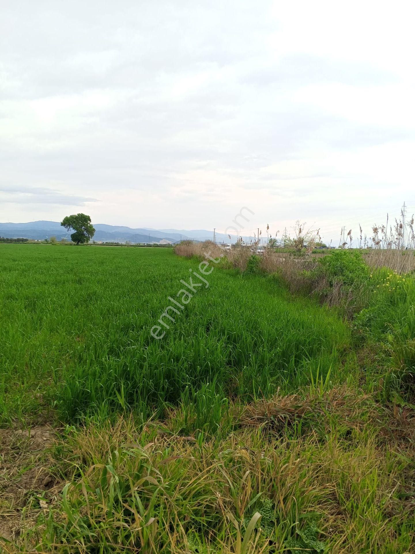İzmir Torbalı Gold Emlaktan Satılık Tarla - Görsel 17