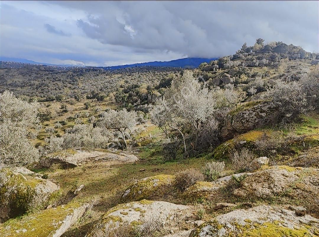 Aydın Karpuzlu'da Satılık 3,5 Dönüm Zeytinlik - Görsel 5
