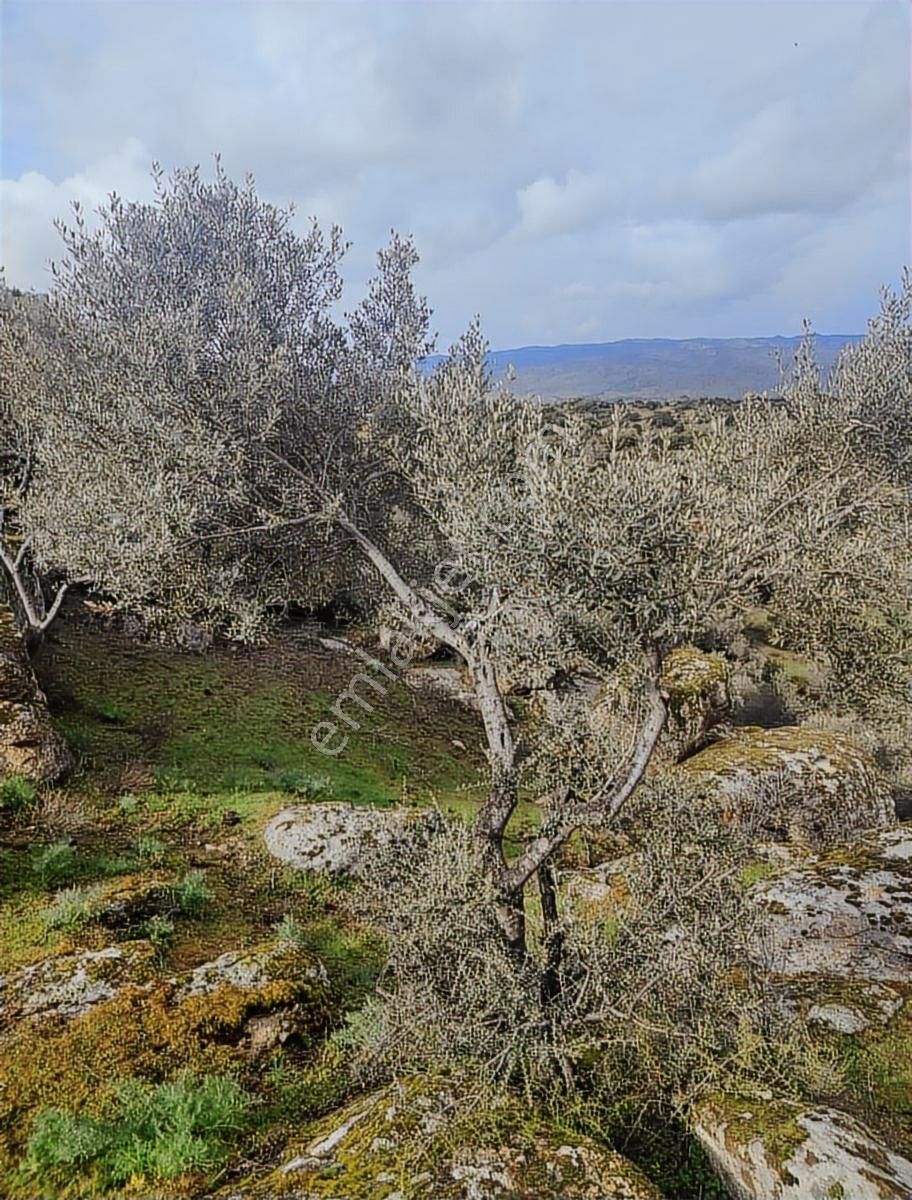 Aydın Karpuzlu'da Satılık 3,5 Dönüm Zeytinlik - Görsel 6