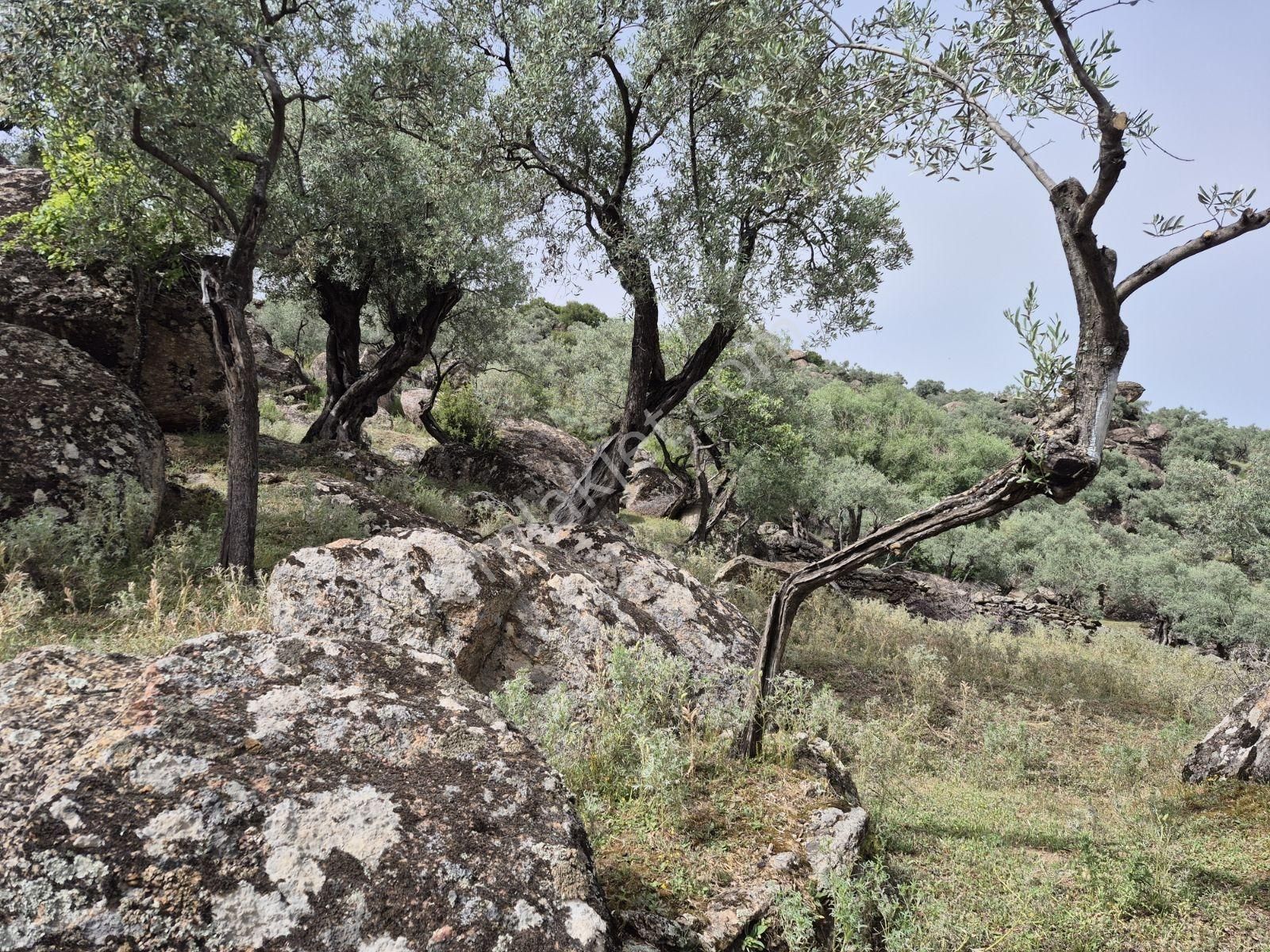 Aydın Karpuzlu'da Püfür Püfür Zeytinlik