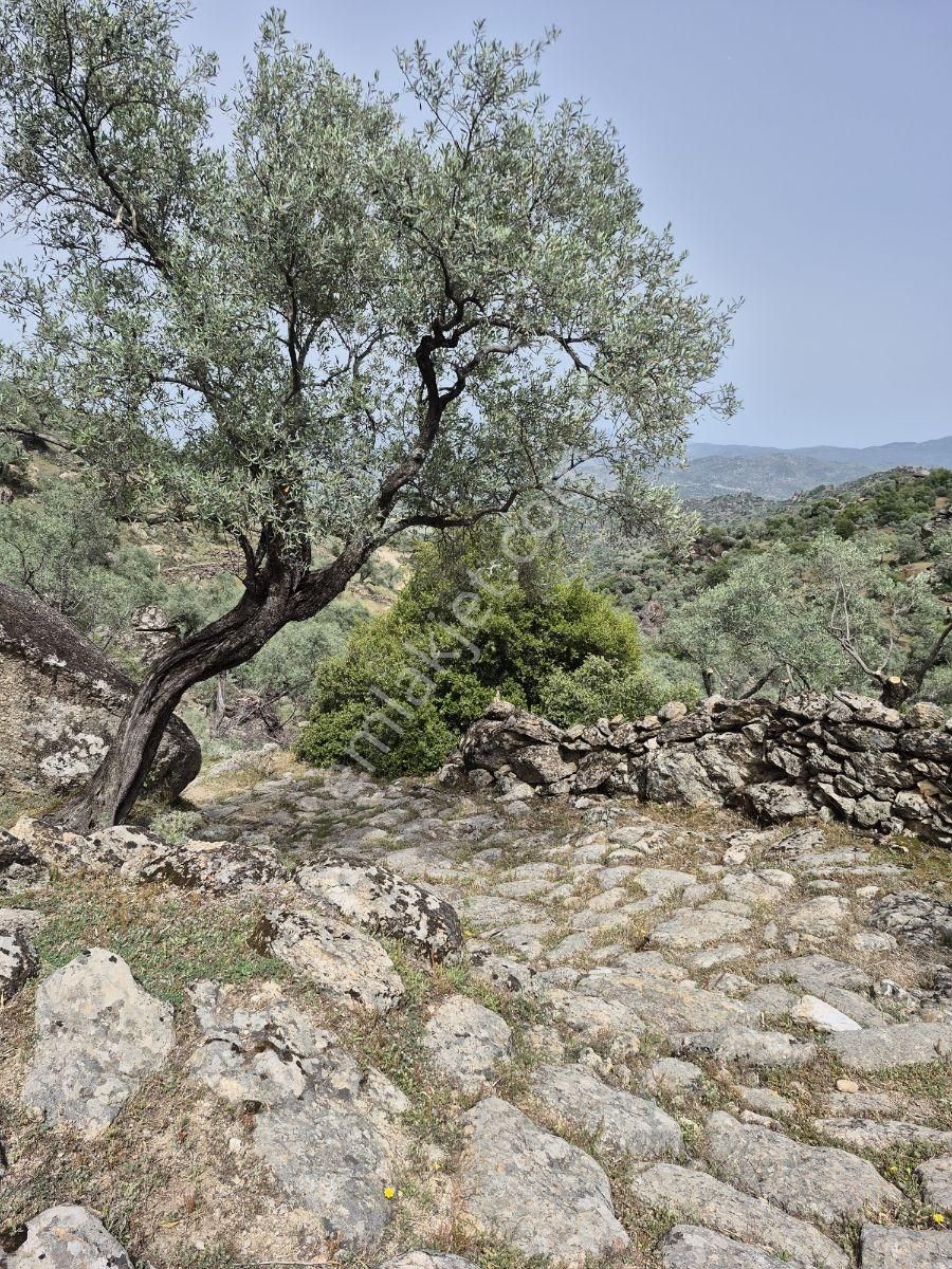 Aydın Karpuzlu'da Püfür Püfür Zeytinlik - Görsel 2