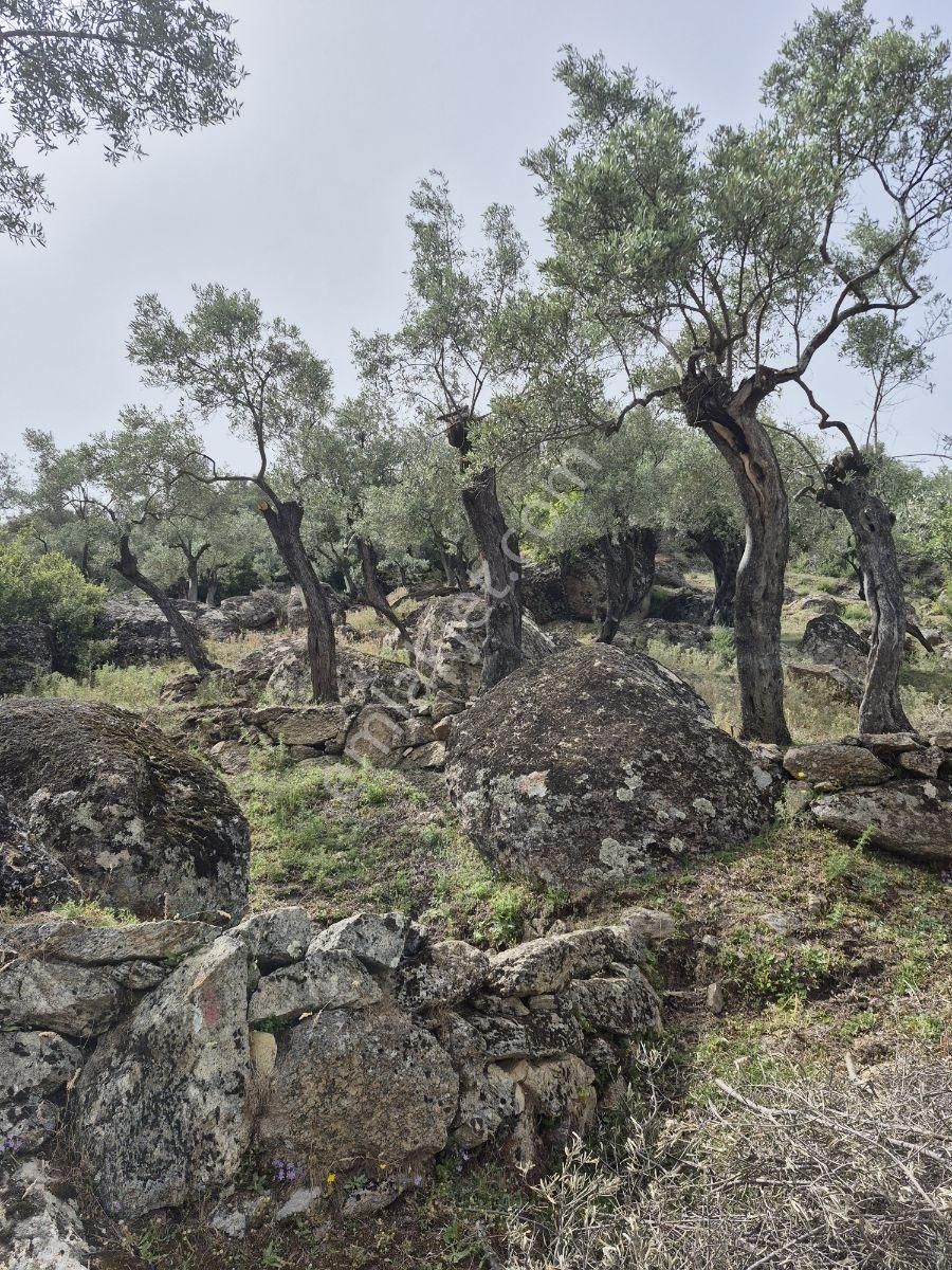 Aydın Karpuzlu'da Püfür Püfür Zeytinlik - Görsel 3