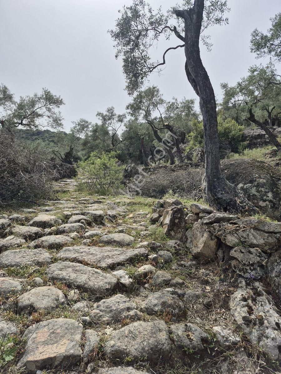 Aydın Karpuzlu'da Püfür Püfür Zeytinlik - Görsel 4