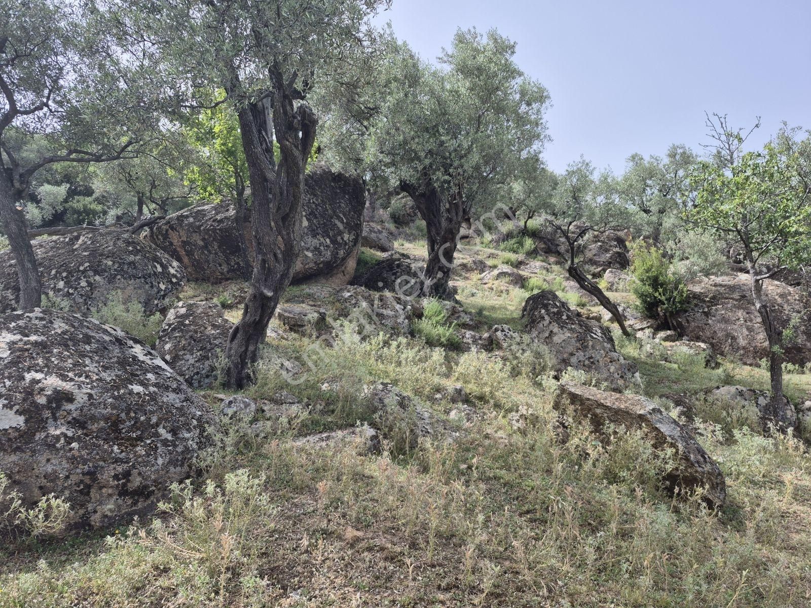 Aydın Karpuzlu'da Püfür Püfür Zeytinlik - Görsel 11