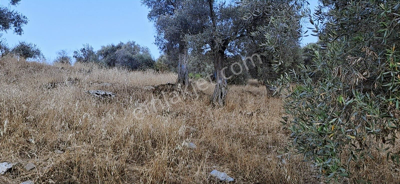 Kuşadası Soğucakta Deniz Manzaralı Satılık Tarla - Görsel 2