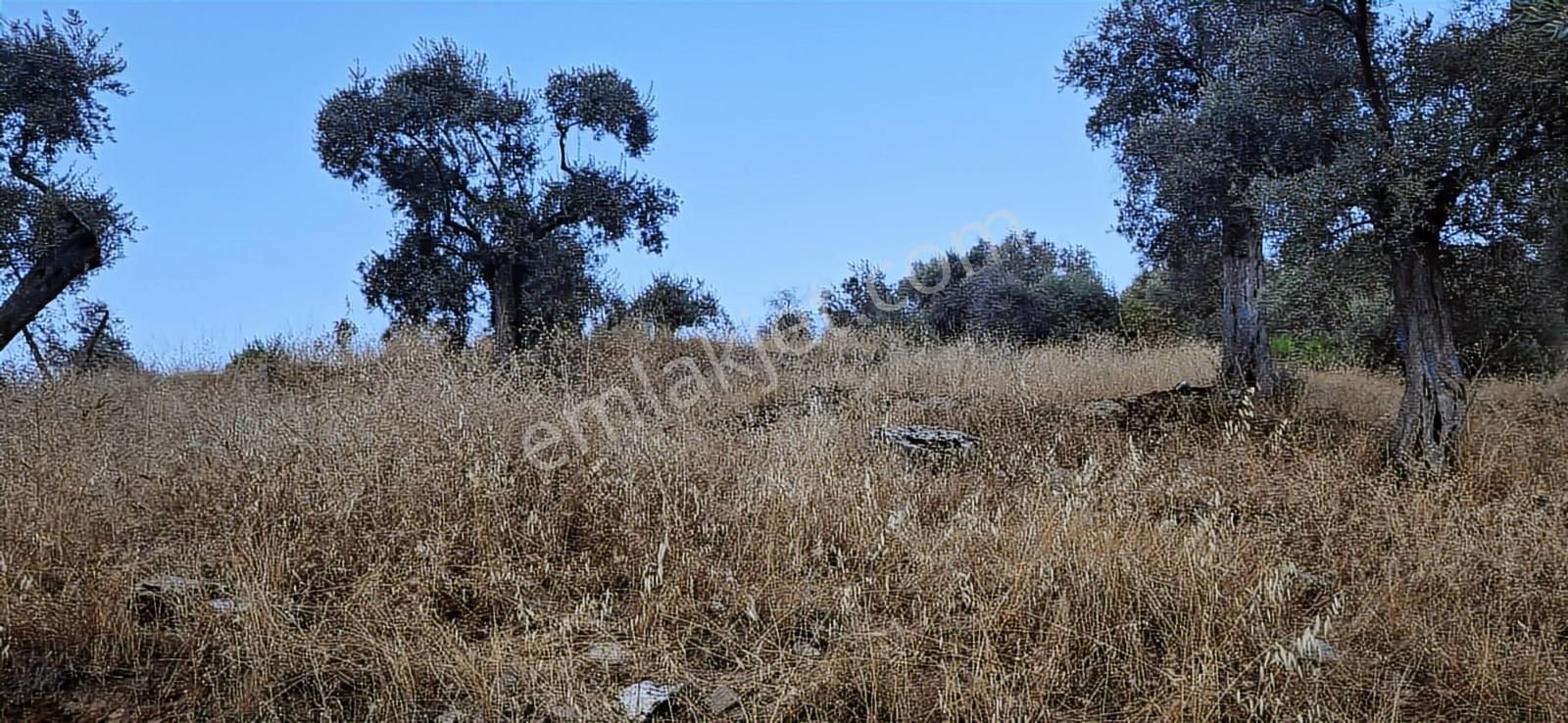 Kuşadası Soğucakta Deniz Manzaralı Satılık Tarla - Görsel 6
