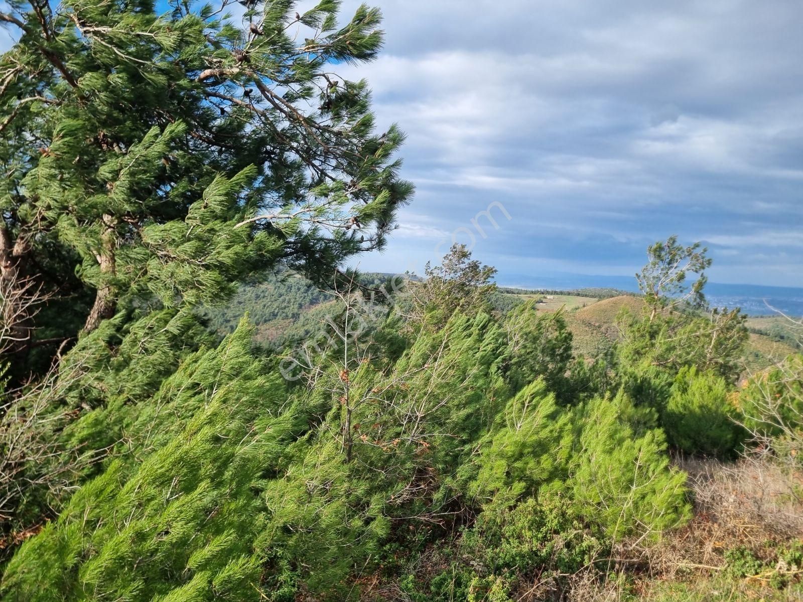 Çalı'da Manzaralı Kadastro Yola Cephe Satılık Tarla - Görsel 7