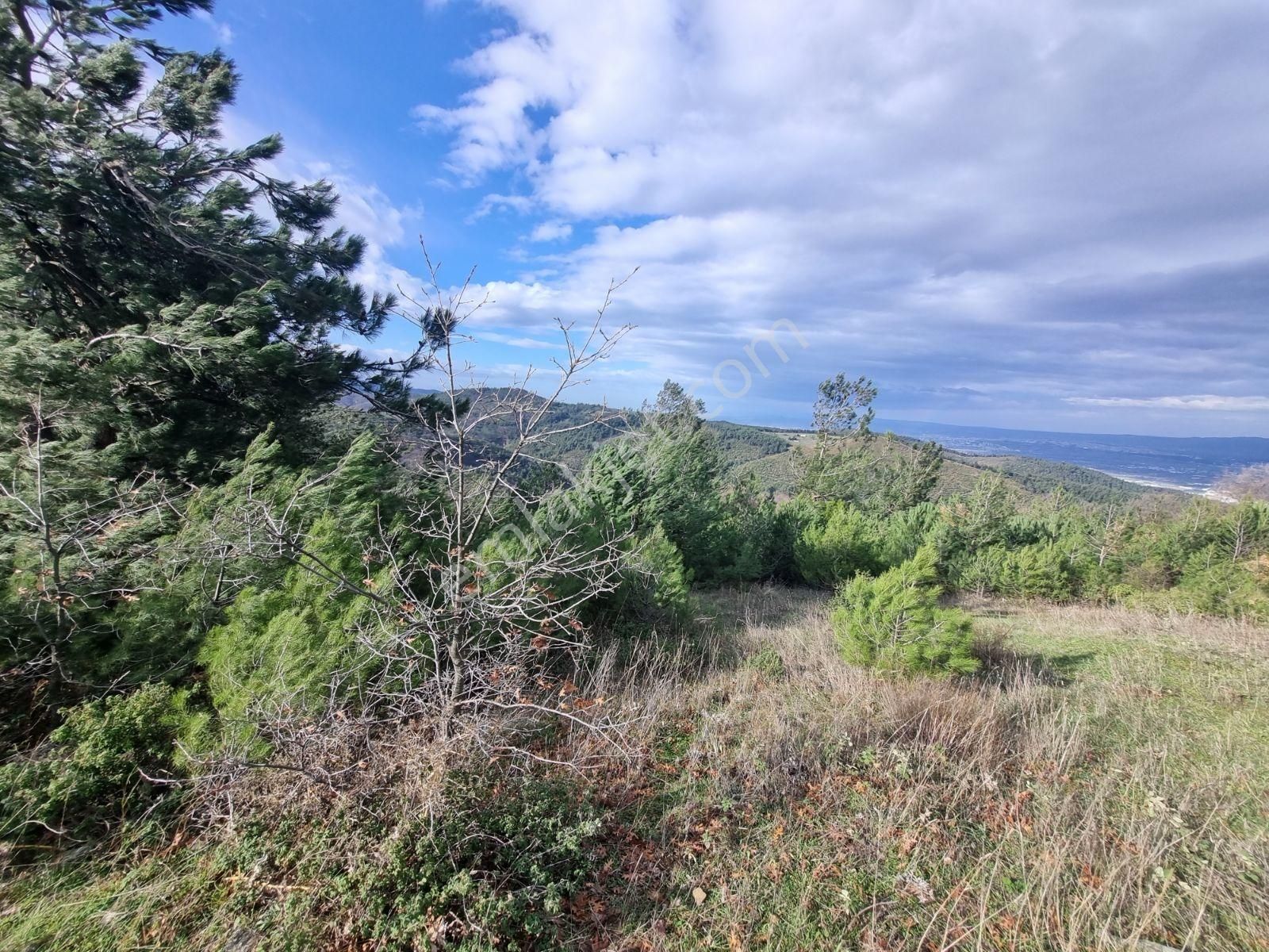 Çalı'da Manzaralı Kadastro Yola Cephe Satılık Tarla - Görsel 6