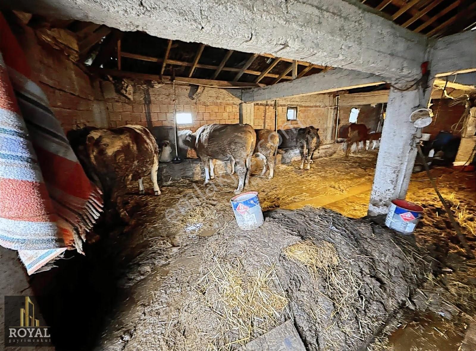 Körfez Elmacıkta 1.850 M² İçinde Müstakil Ev Ve Ağır - Çiftlik - Görsel 24
